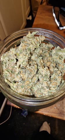 blue cheese  — harvest, day 17