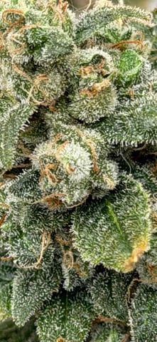 Witches Brew Autoflower by Dream Beans — harvest, day 35