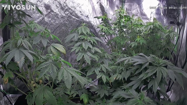 new bee's  — vegetative, day 65