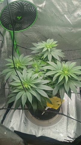 Critical Purple Kush — flower, day 89