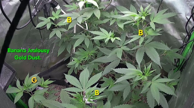 Banana and Gold — flower, day 29