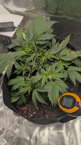 maui wowie auto — vegetative, day 29