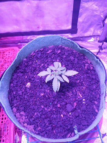 First autos  — seedling_rooting, day 18
