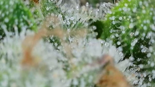Fruity Pebbles — flower, day 99