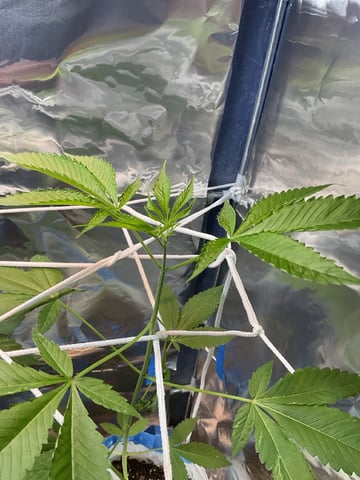 Survival Mode — vegetative, day 1