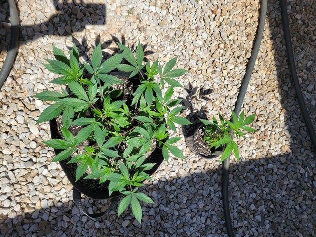 Grow — vegetative, day 4