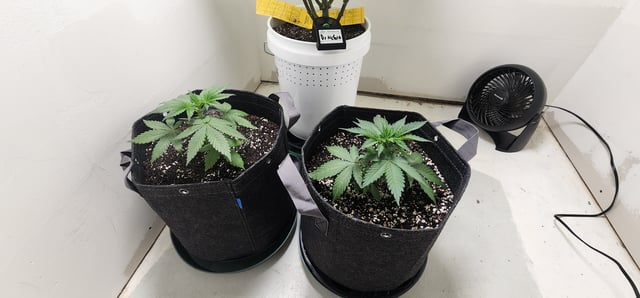 Orange cream pop and sour strawberry — vegetative, day 25
