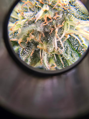 Northern lights #10 (Alaska) — flower, day 68