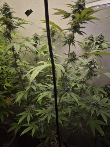 serpent cider  — flower, day 1