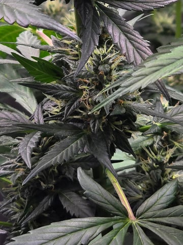 Purple Haze  — flower, day 83