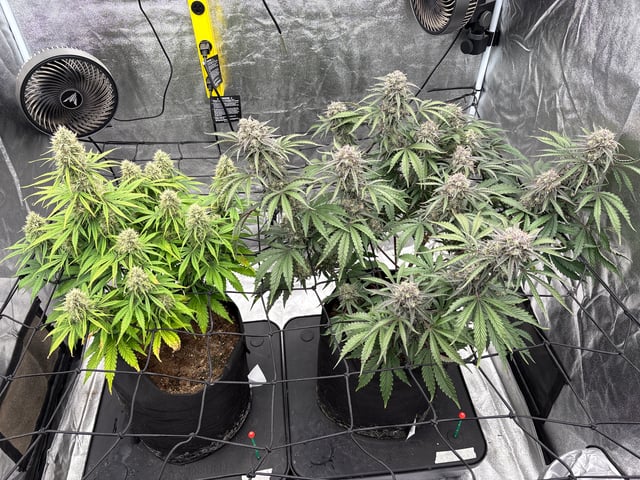 Grow Shed Grow #1 — flower, day 67