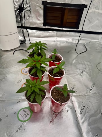 Humboldt  — seedling_rooting, day 18