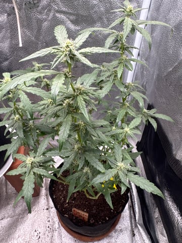 my grow — flower, day 2