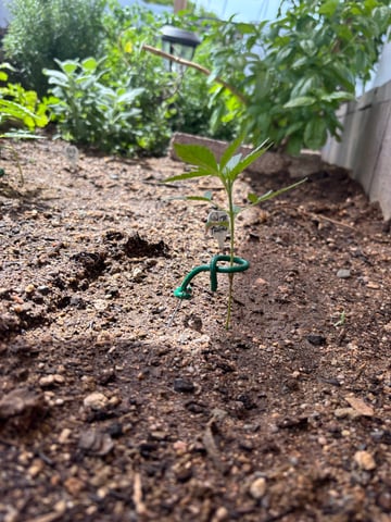 new seeds grow #2 — vegetative, day 29