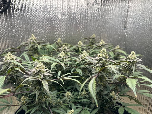 Gelly Mama and Sugar Tree — flower, day 244