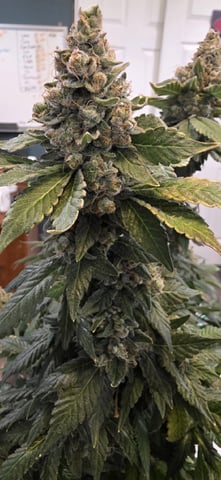 Fruity Pebbles — flower, day 105