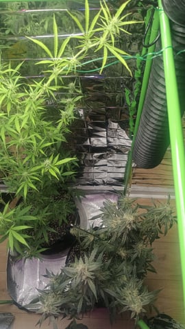 Gelato & Amnesia  — flower, day 68