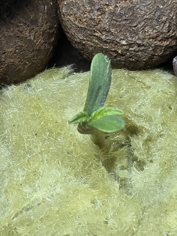 BABY SISTER — seedling_rooting, day 5