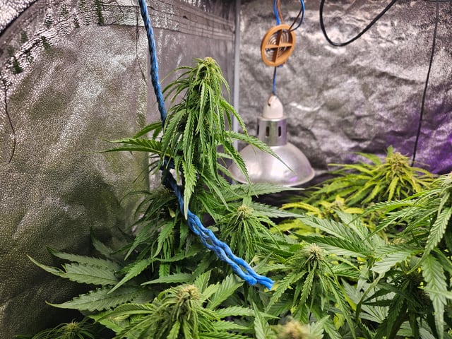 Cheshablue  — flower, day 31