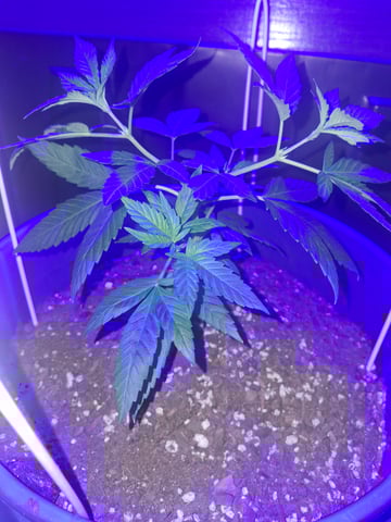 5 Random Seeds in a pot I found in my grinder. — vegetative, day 34