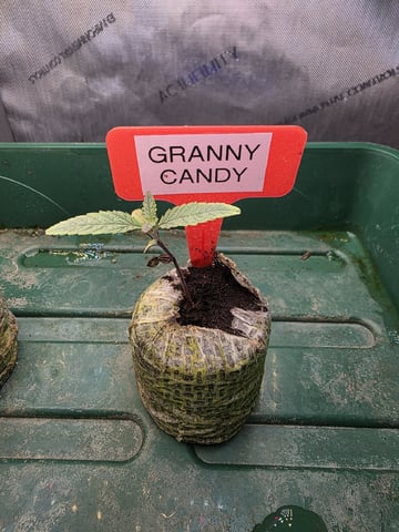 Granny Candy and PLCG — germination, day 12