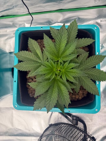  Hydro  1st run — vegetative, day 8