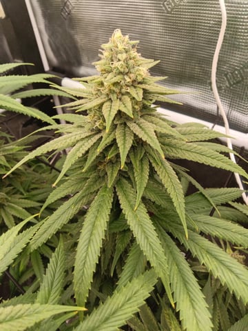 Starfighter/Ohio Guptilla Hybrid — flower, day 28