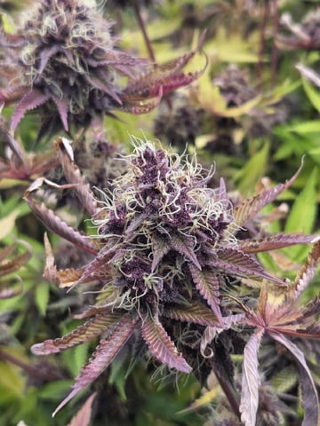 Relentless Genetics Trop Cherry S1 — flower, day 75