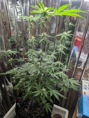 B E A utiful  — flower, day 84