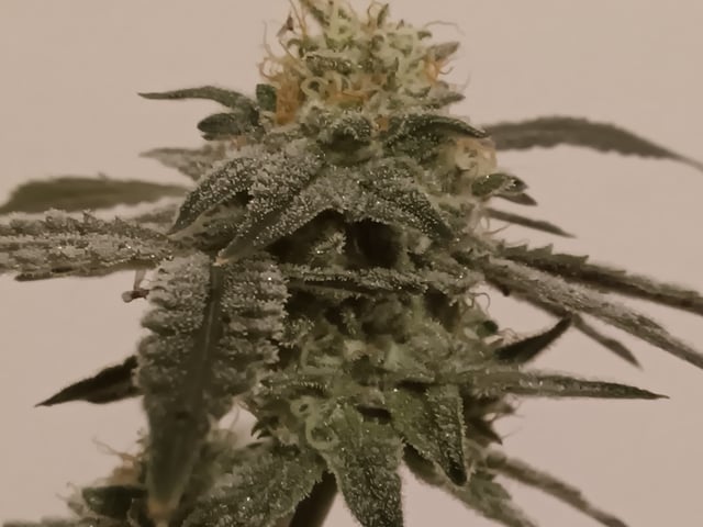 Started from clone 5/20 (Blood Diamond OG)  — harvest, day 37