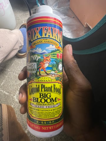 OG White Widow — seedling_rooting, day 32