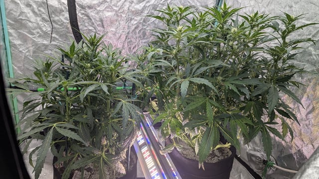 Perpetual Autoflower Mixed Grow #3 — flower, day 99