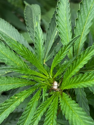 Outdoor Grow — vegetative, day 94