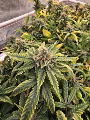 Platnium Jelly — flower, day 111