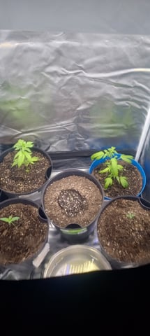 frst grow tent grow — vegetative, day 10