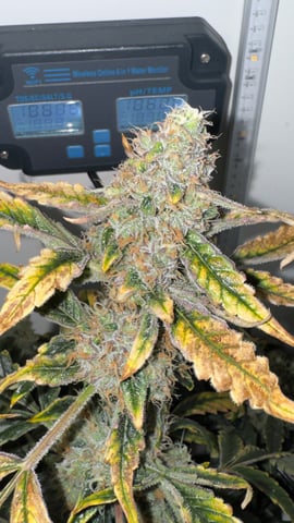 Purple Haze — flower, day 3