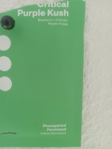 critical purple kush x peyote wifi  in the auto pot system tray 2 grow with added microhazian to the coco coir  — vegetative, day 49