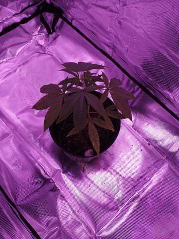 Orange pie — seedling_rooting, day 1