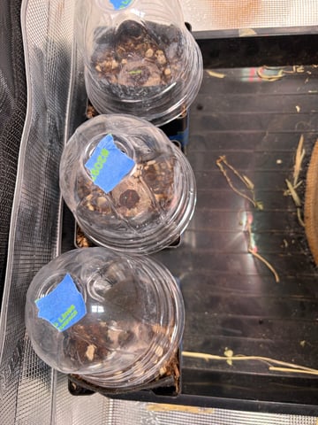 Round 1.5 — germination, day 5