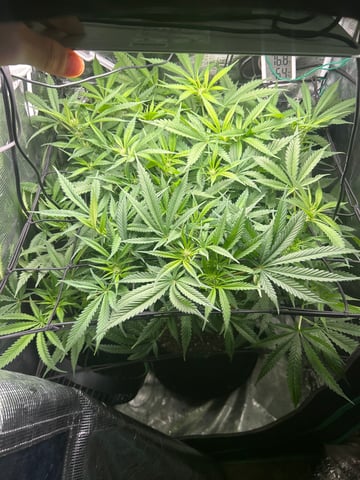 2nd Run — flower, day 95