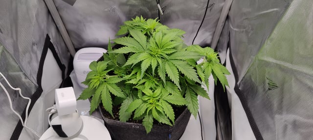 Auto OG Cush — vegetative, day 25