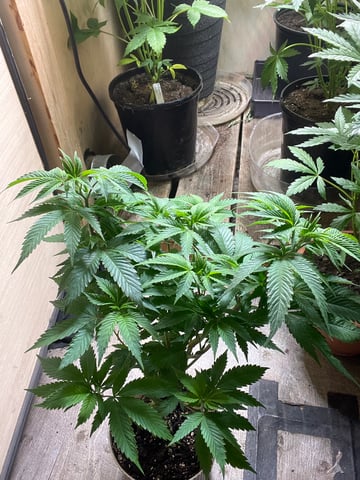 AK Clone — vegetative, day 57