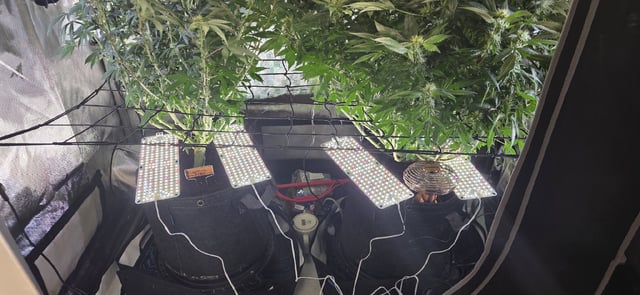 Ace Killer OG — flower, day 68