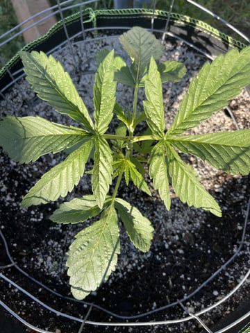 My First Grow