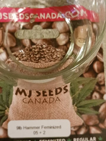 4th grow  — germination, day 167