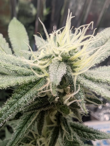 B E A utiful  — flower, day 89