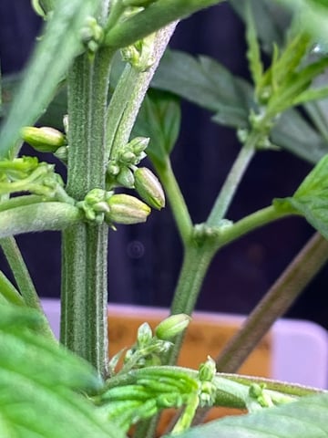 widows’ mimosa f1 — flower, day 38