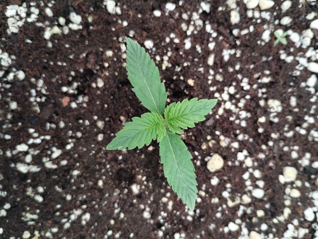 First grow — seedling_rooting, day 11