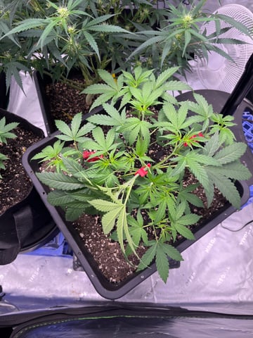 tropicana cookie purple  — vegetative, day 26