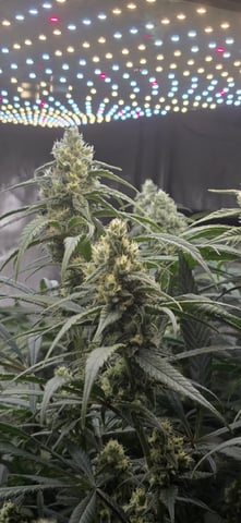 strawberry guava bx — flower, day 8